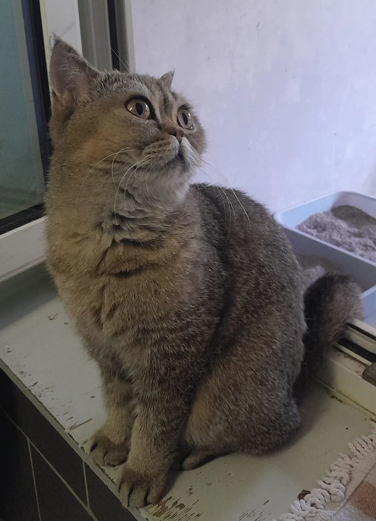 Loca, grau female 3yo British Shorthair for adoption at Tierheim Velbert, Velbert
