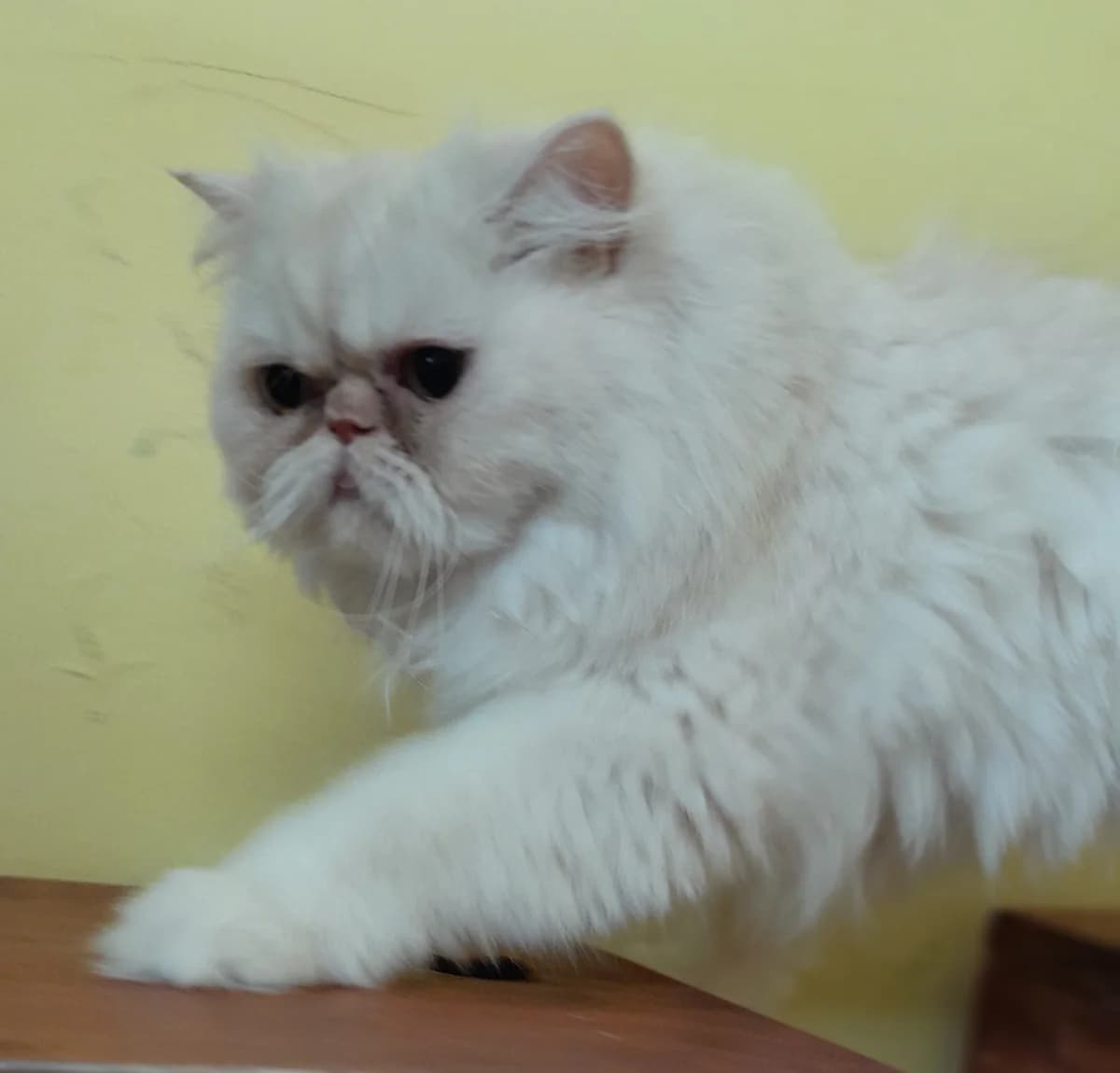 Luigia, creme female young Persian for adoption at Tierheim Velbert, Velbert