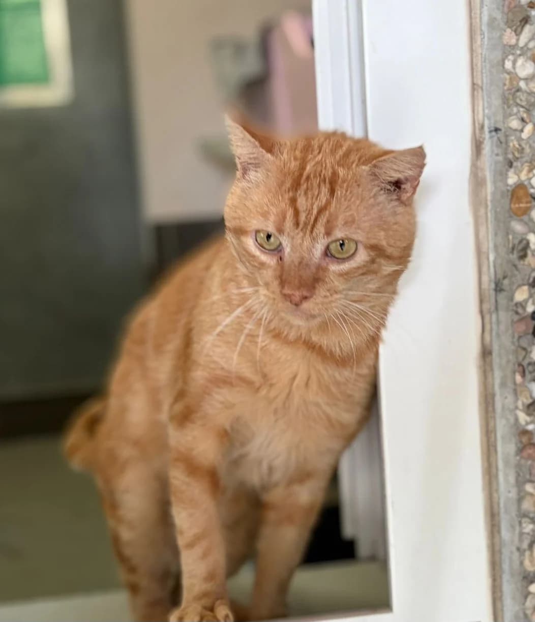Maestro, rot male 4yo European Shorthair for adoption at Tierheim Velbert, Velbert