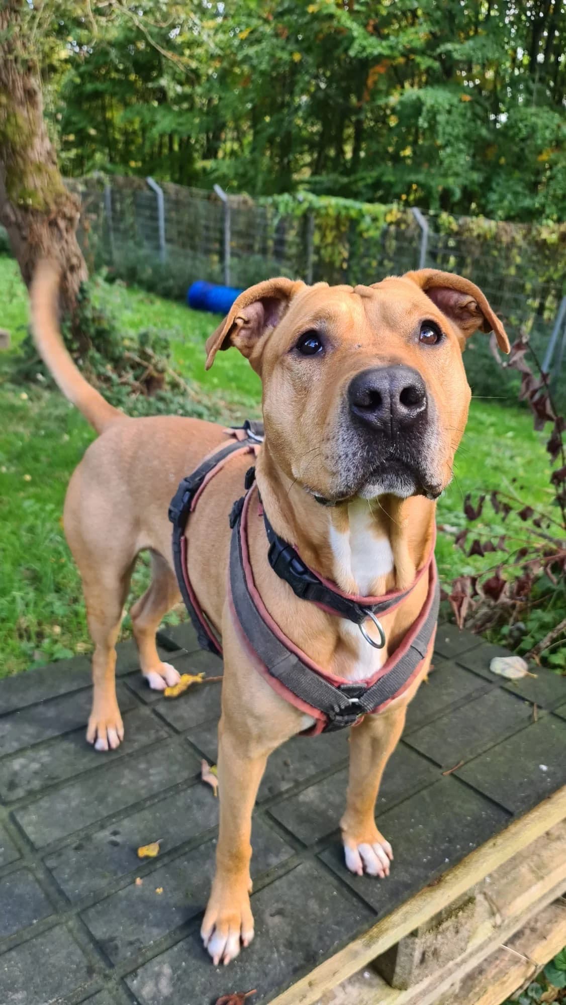 Max, male 3yo Staffordshire Bull Terrier for adoption at Tierheim Velbert, Velbert