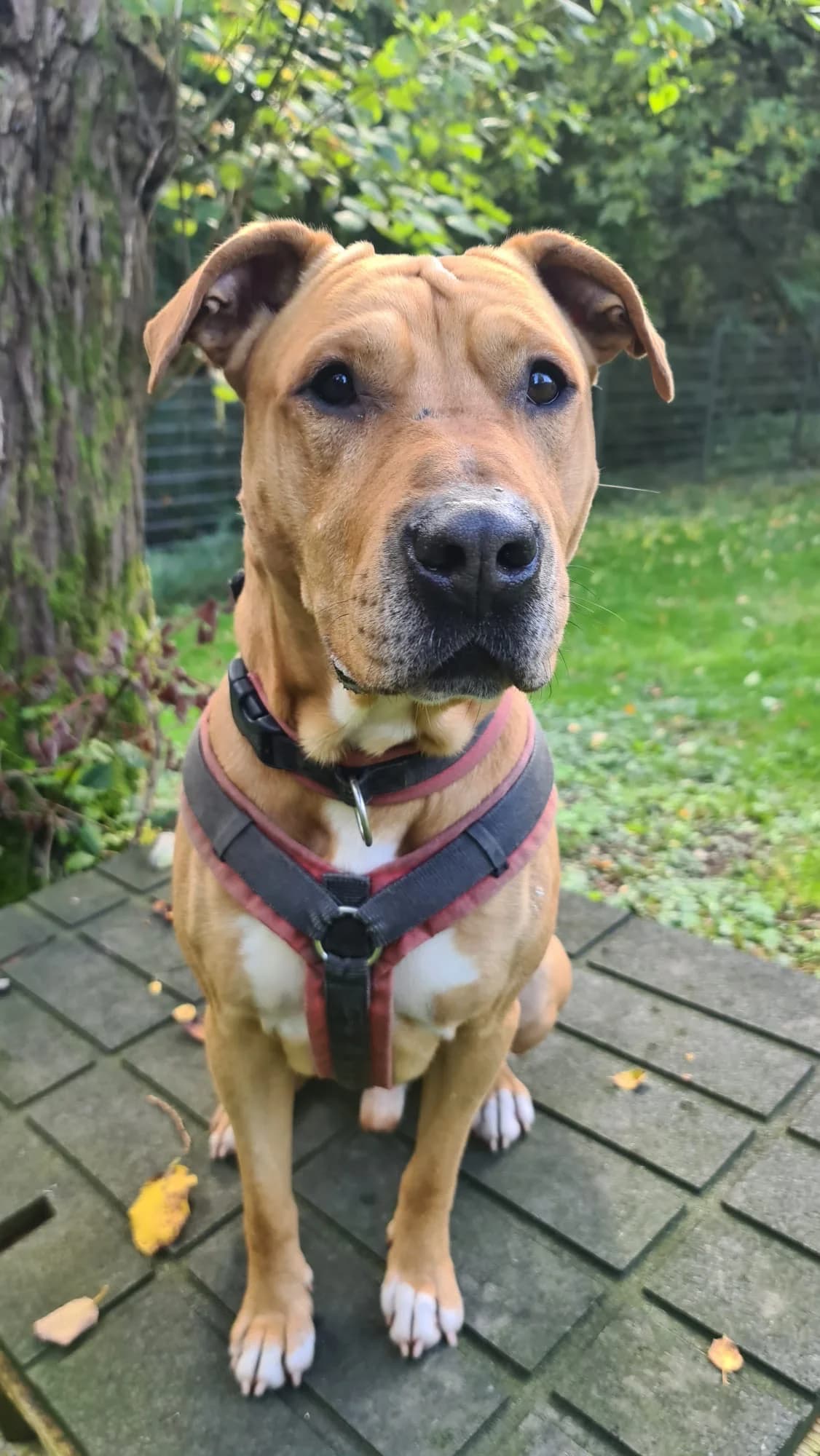 Max, male Staffordshire Bull Terrier for adoption at Tierheim Velbert, Velbert — photo 2 of 5