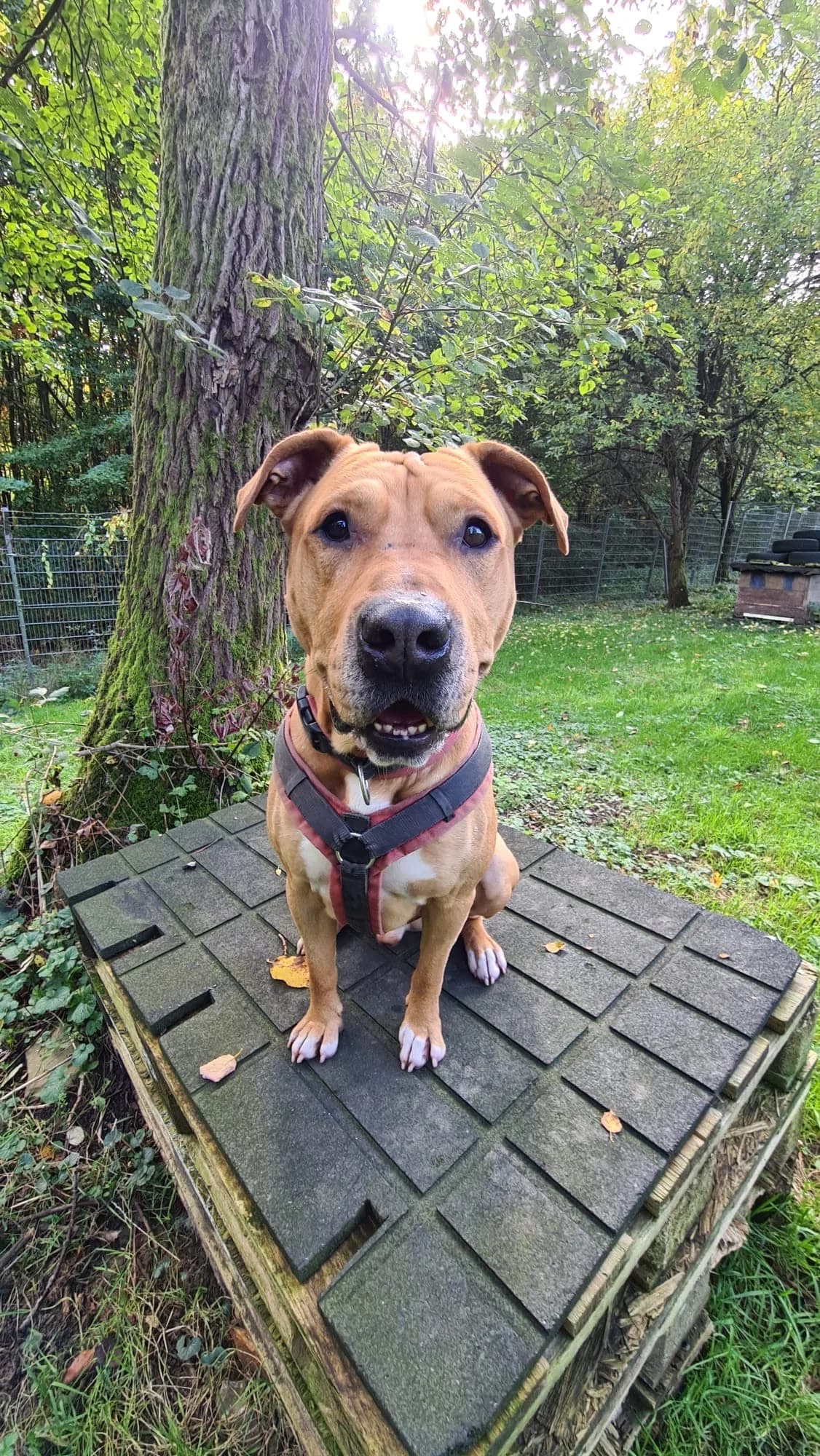 Max, male Staffordshire Bull Terrier for adoption at Tierheim Velbert, Velbert — photo 3 of 5