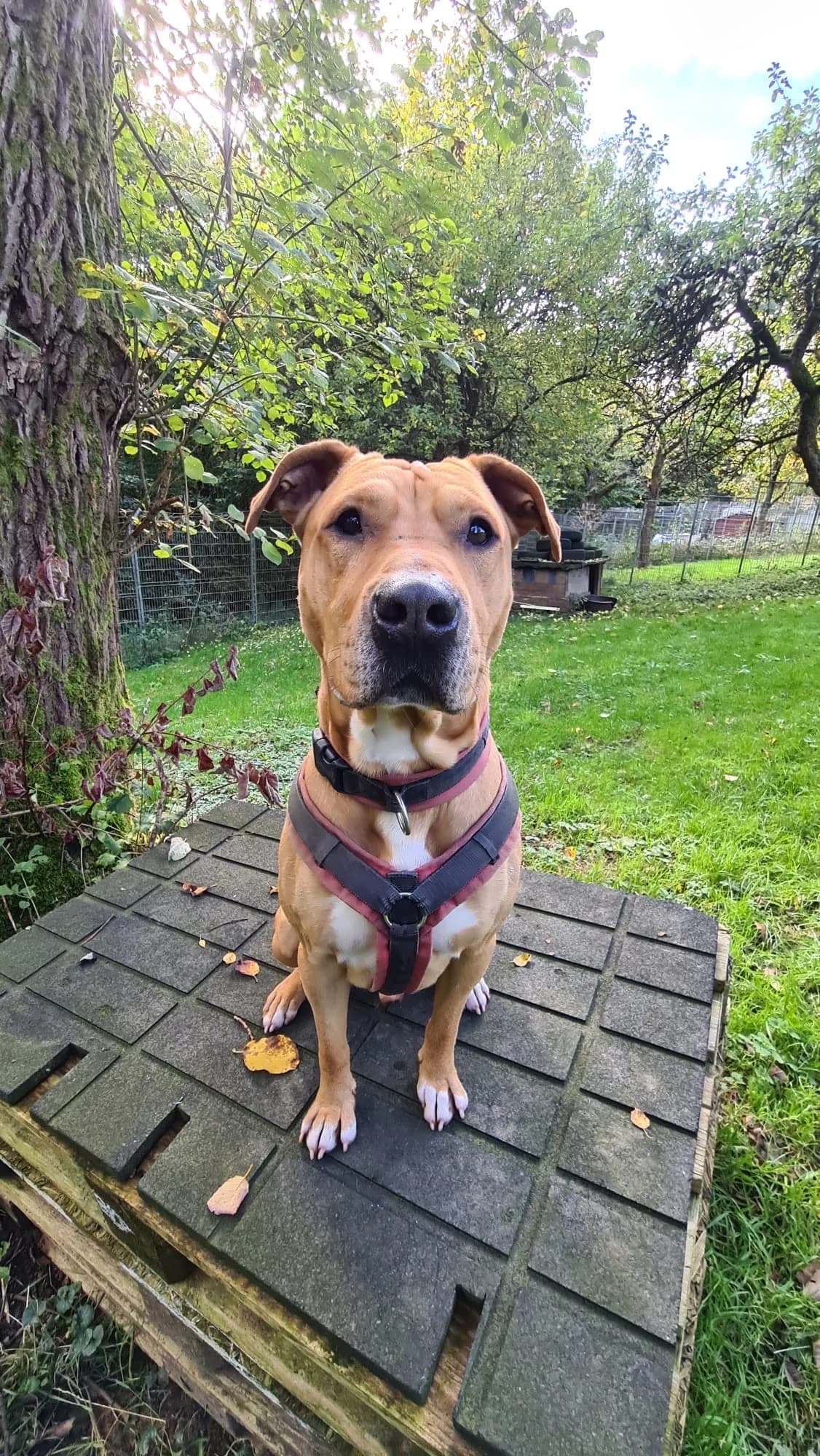 Max, male Staffordshire Bull Terrier for adoption at Tierheim Velbert, Velbert — photo 4 of 5
