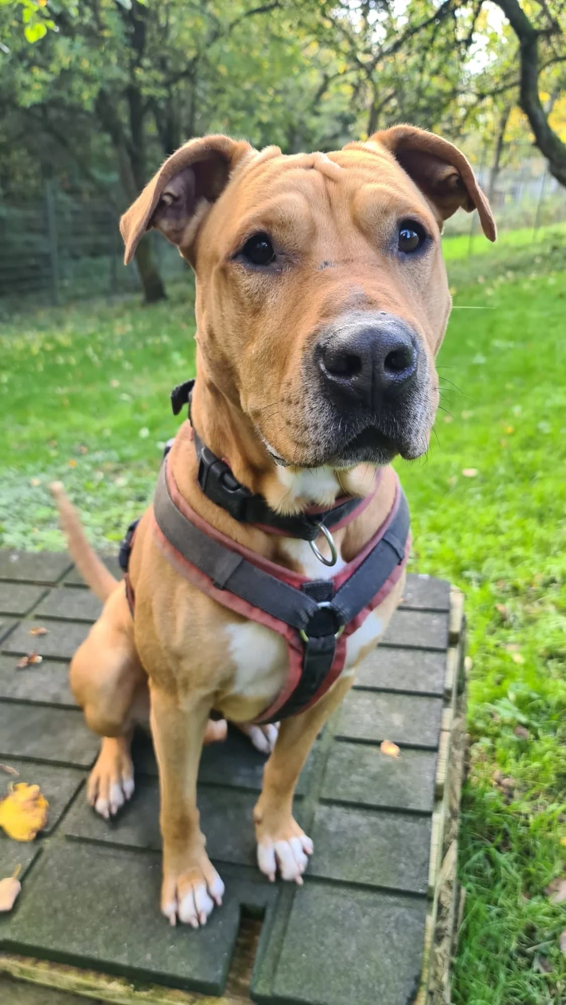 Max, male Staffordshire Bull Terrier for adoption at Tierheim Velbert, Velbert — photo 5 of 5