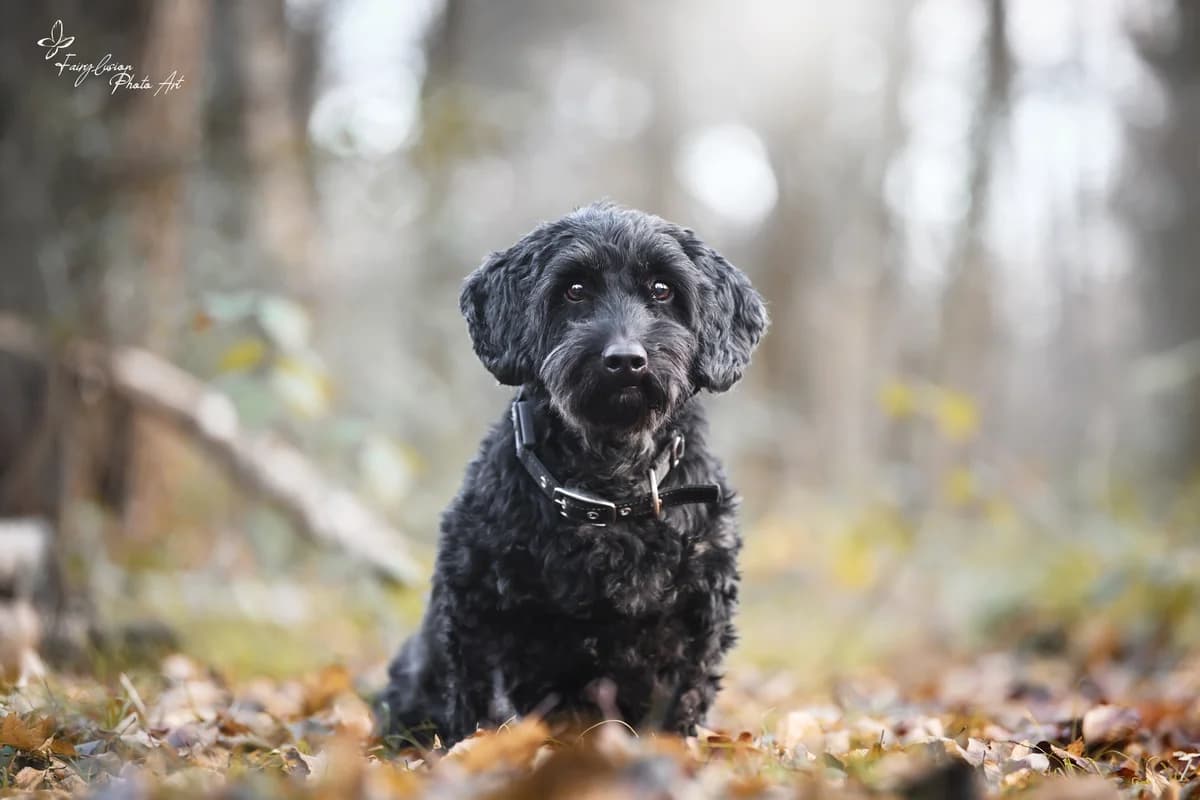 Max, male senior Mixed Breed for adoption at Tierheim Velbert, Velbert