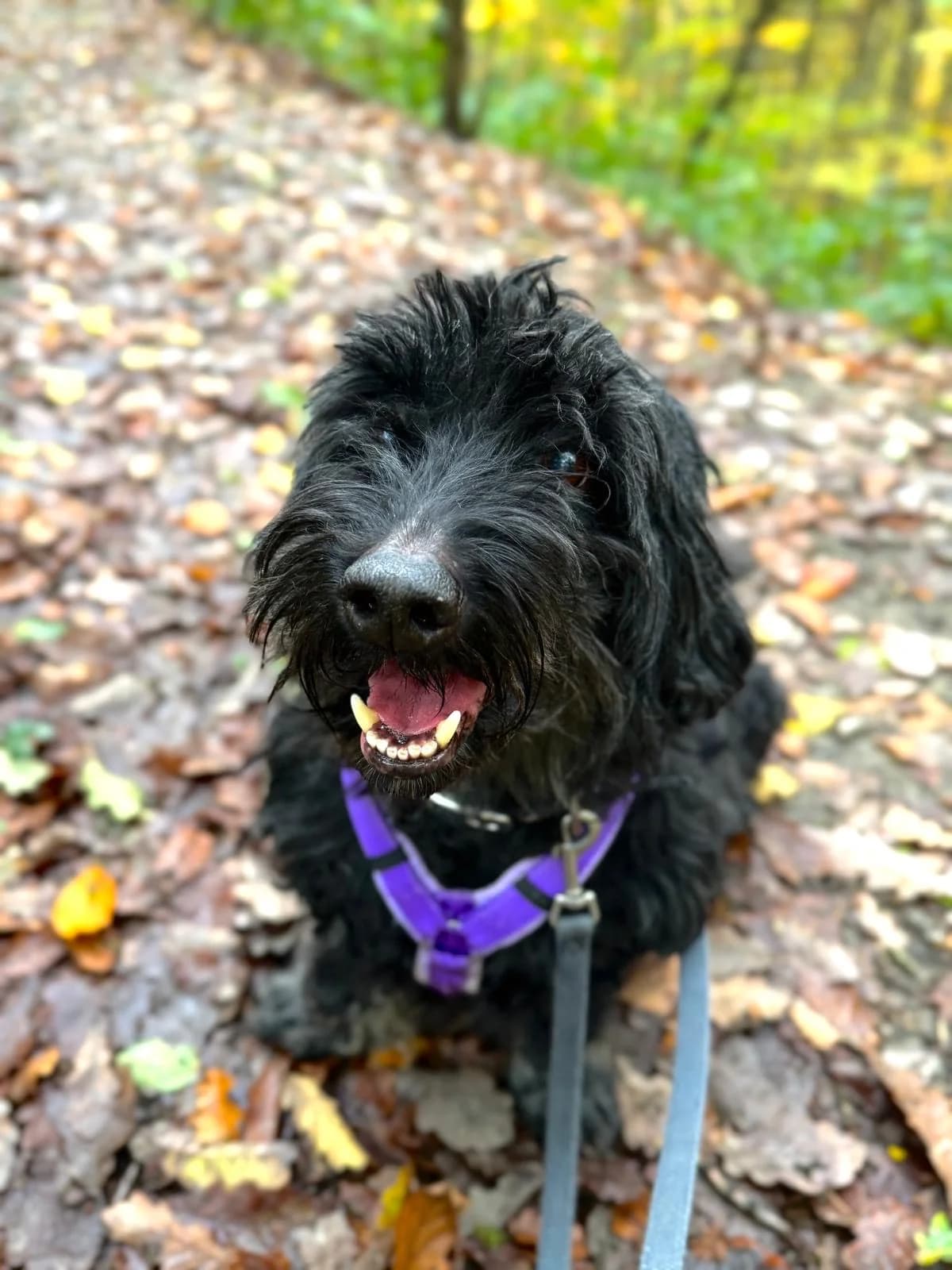 Max, male Mixed Breed for adoption at Tierheim Velbert, Velbert — photo 2 of 4