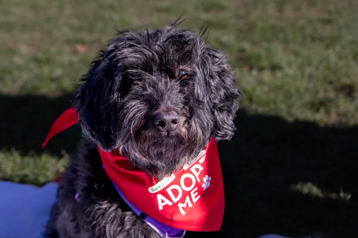 Max, male Mixed Breed for adoption at Tierheim Velbert, Velbert — photo 3 of 4