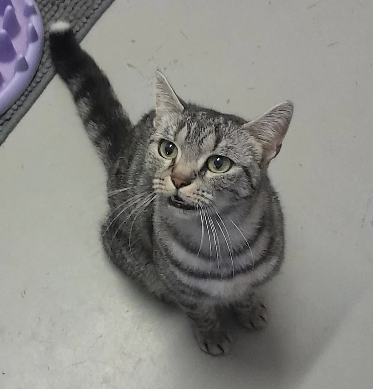 Mercedes, getigert female 4yo European Shorthair for adoption at Tierheim Velbert, Velbert