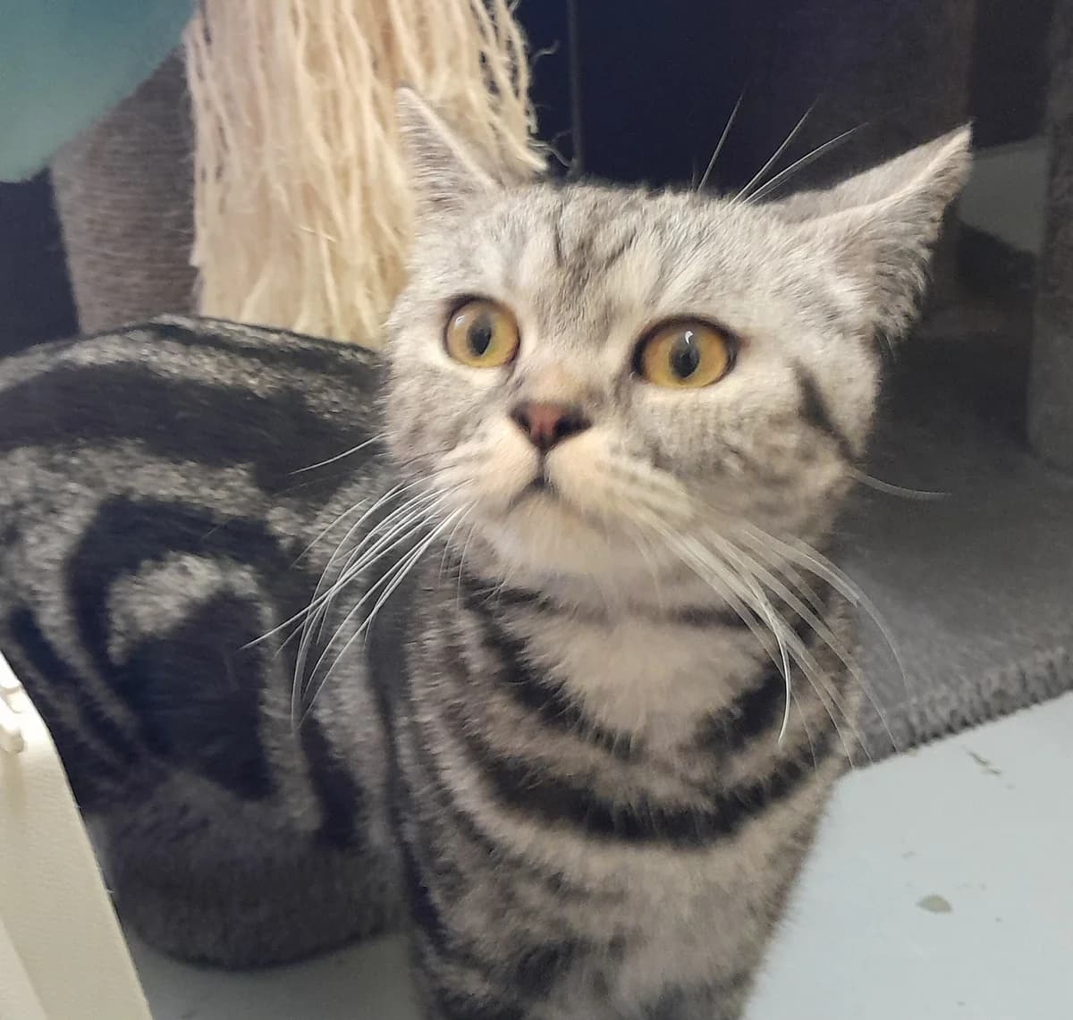 Mia-hat Interessenten, silber female 3yo British Shorthair for adoption at Tierheim Velbert, Velbert