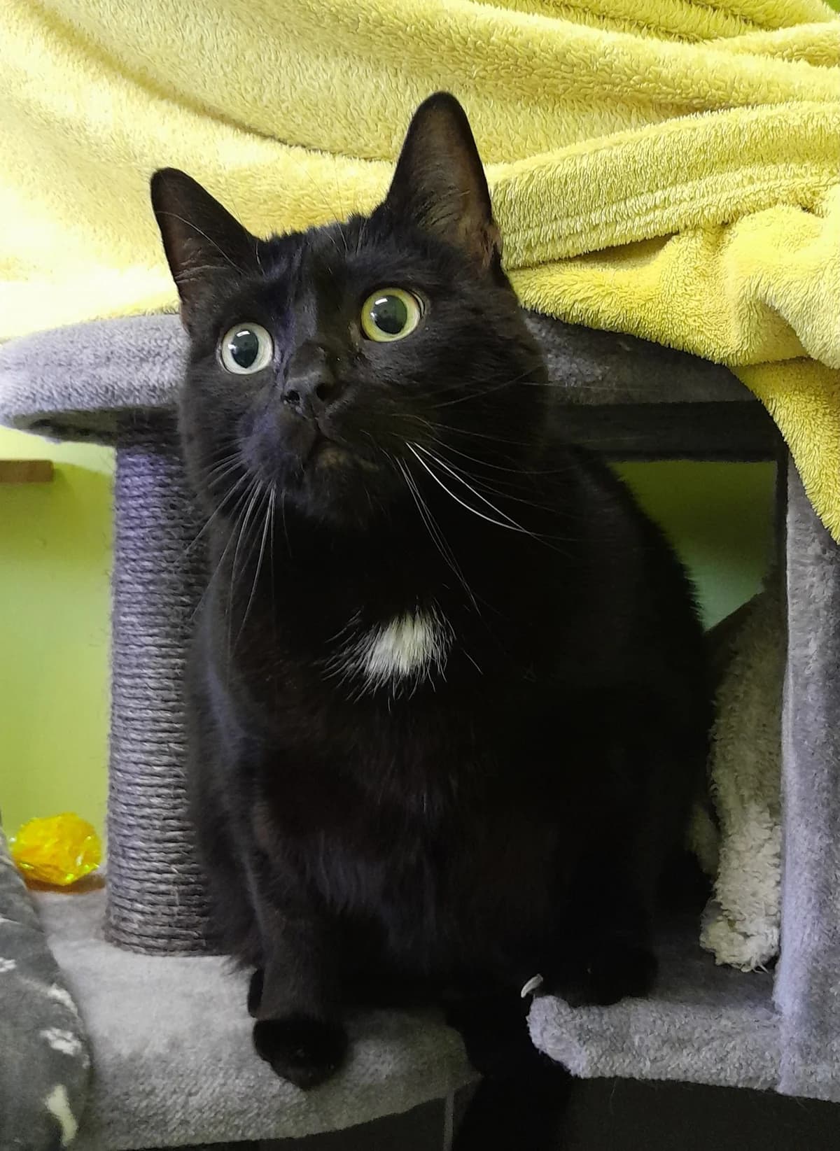 Mika, schwarz male 6yo European Shorthair for adoption at Tierheim Velbert, Velbert