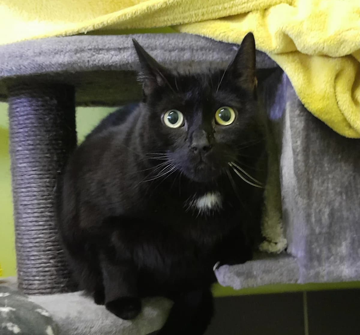 Mika, male European Shorthair for adoption at Tierheim Velbert, Velbert — photo 2 of 4