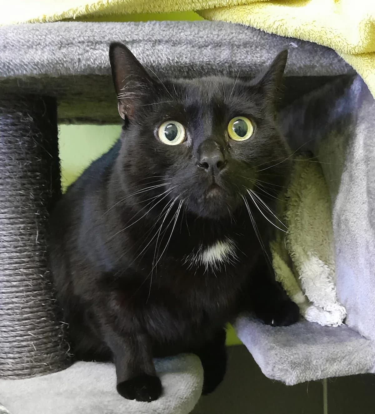 Mika, male European Shorthair for adoption at Tierheim Velbert, Velbert — photo 3 of 4