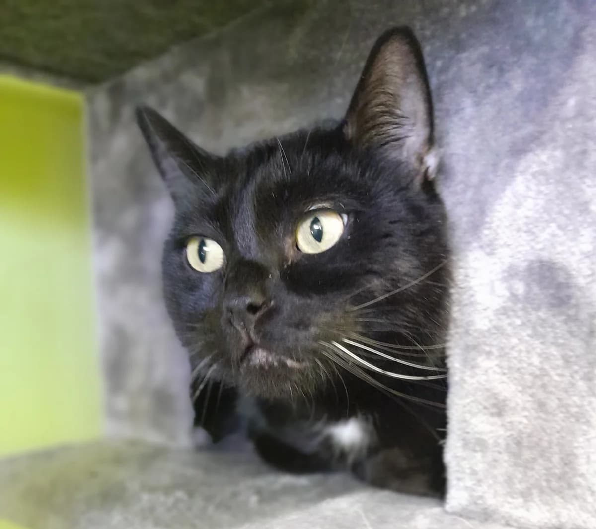 Mika, male European Shorthair for adoption at Tierheim Velbert, Velbert — photo 4 of 4