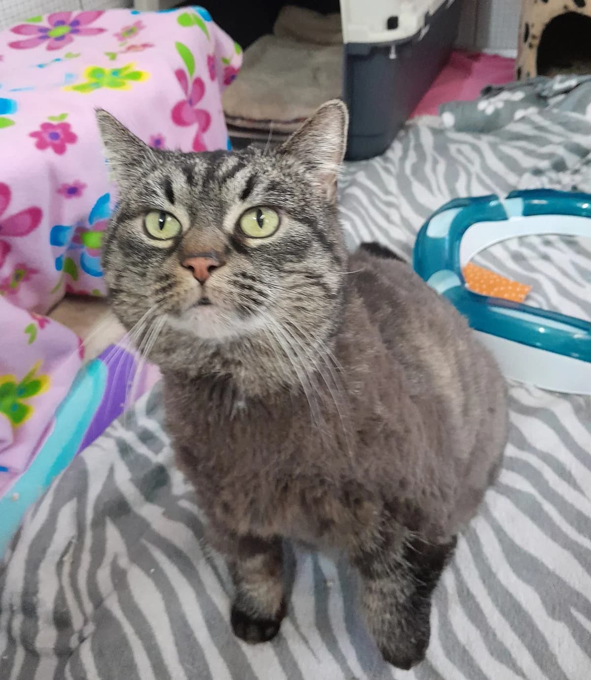 Mila, female mixed breed for adoption at Tierheim Velbert, Velbert