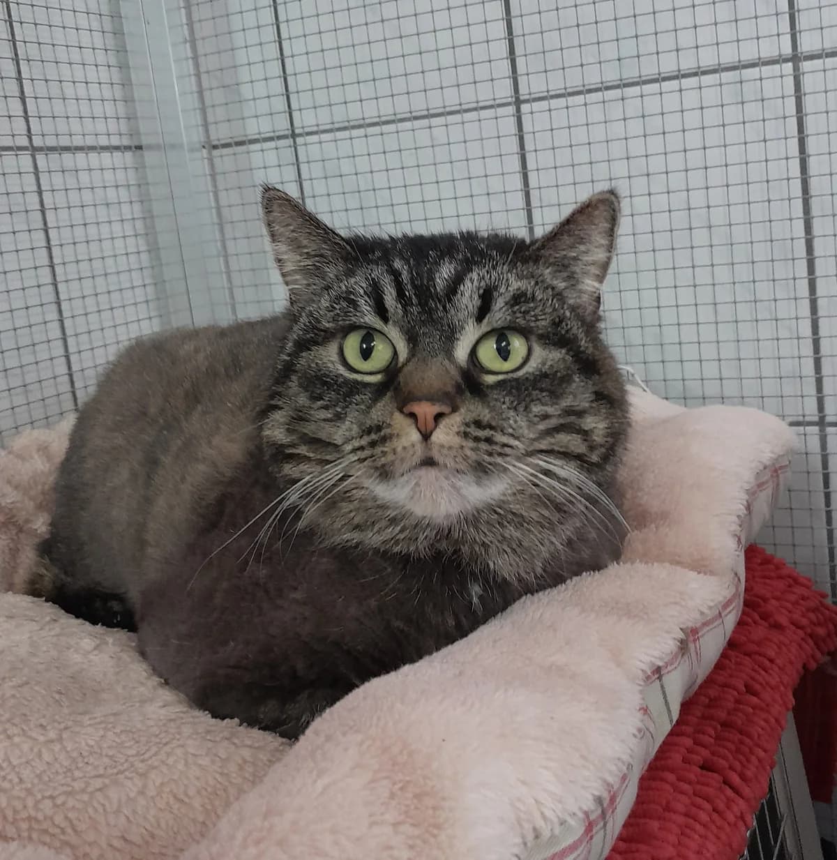 Mila, female mixed breed for adoption at Tierheim Velbert, Velbert — photo 2 of 6