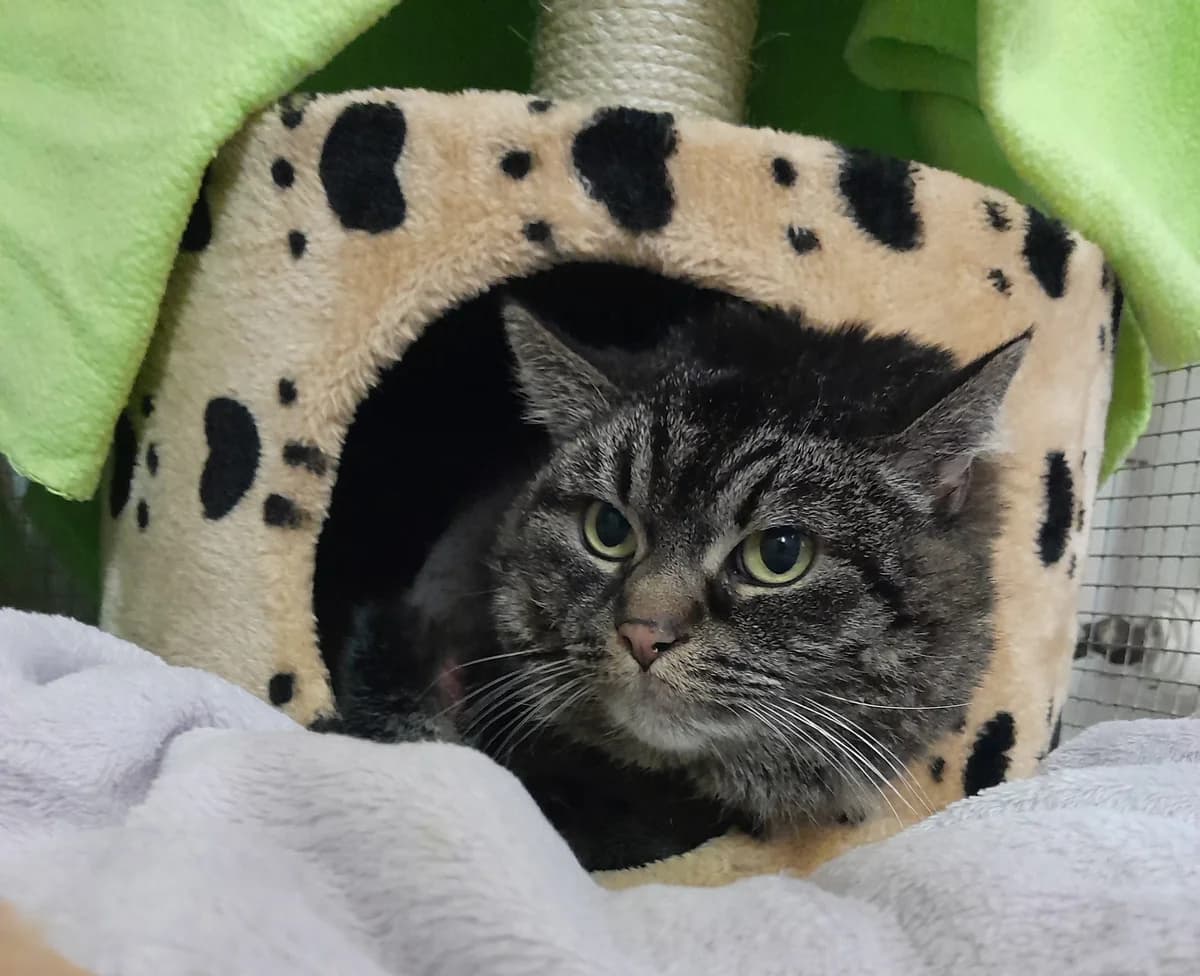 Mila, female mixed breed for adoption at Tierheim Velbert, Velbert — photo 3 of 6