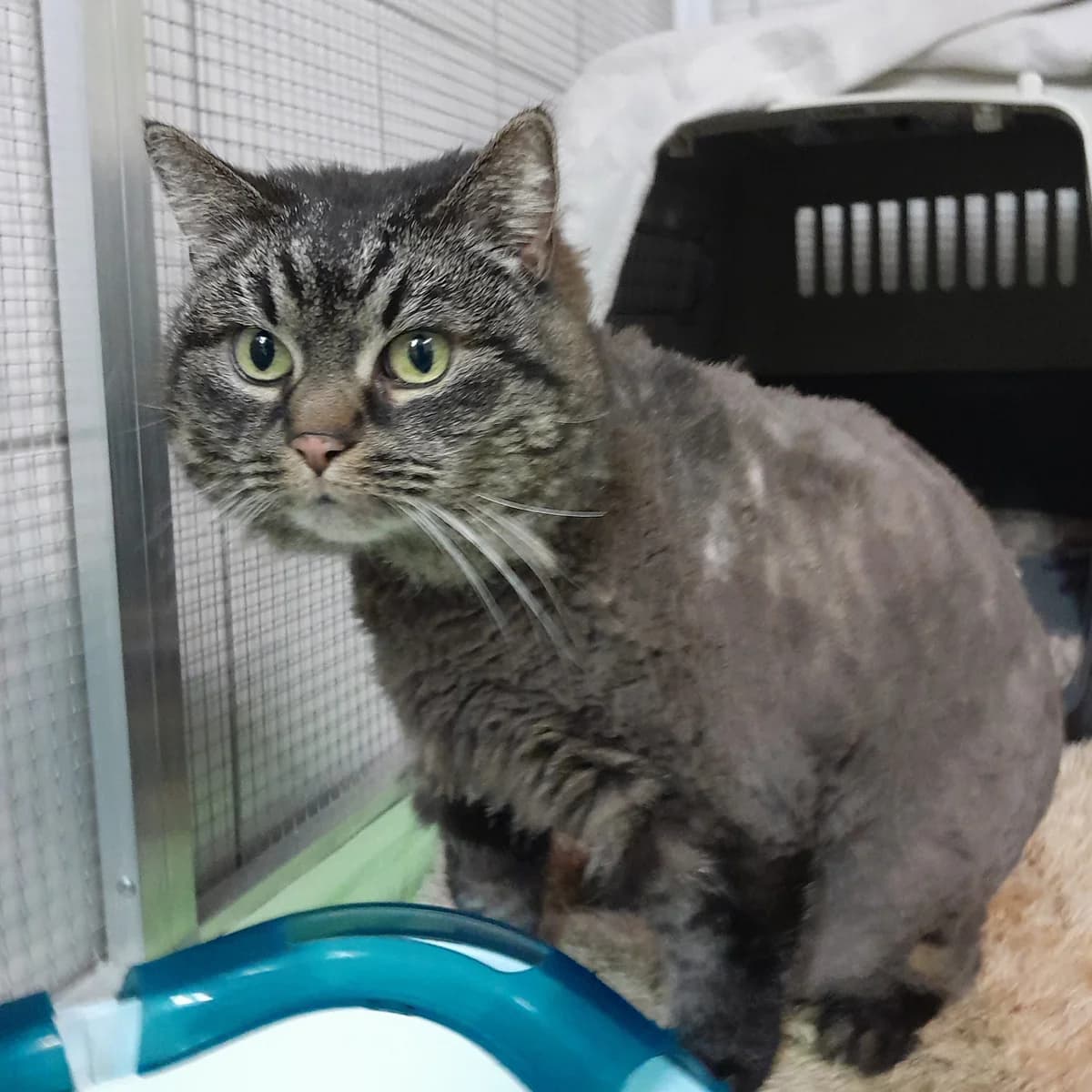 Mila, female mixed breed for adoption at Tierheim Velbert, Velbert — photo 5 of 6