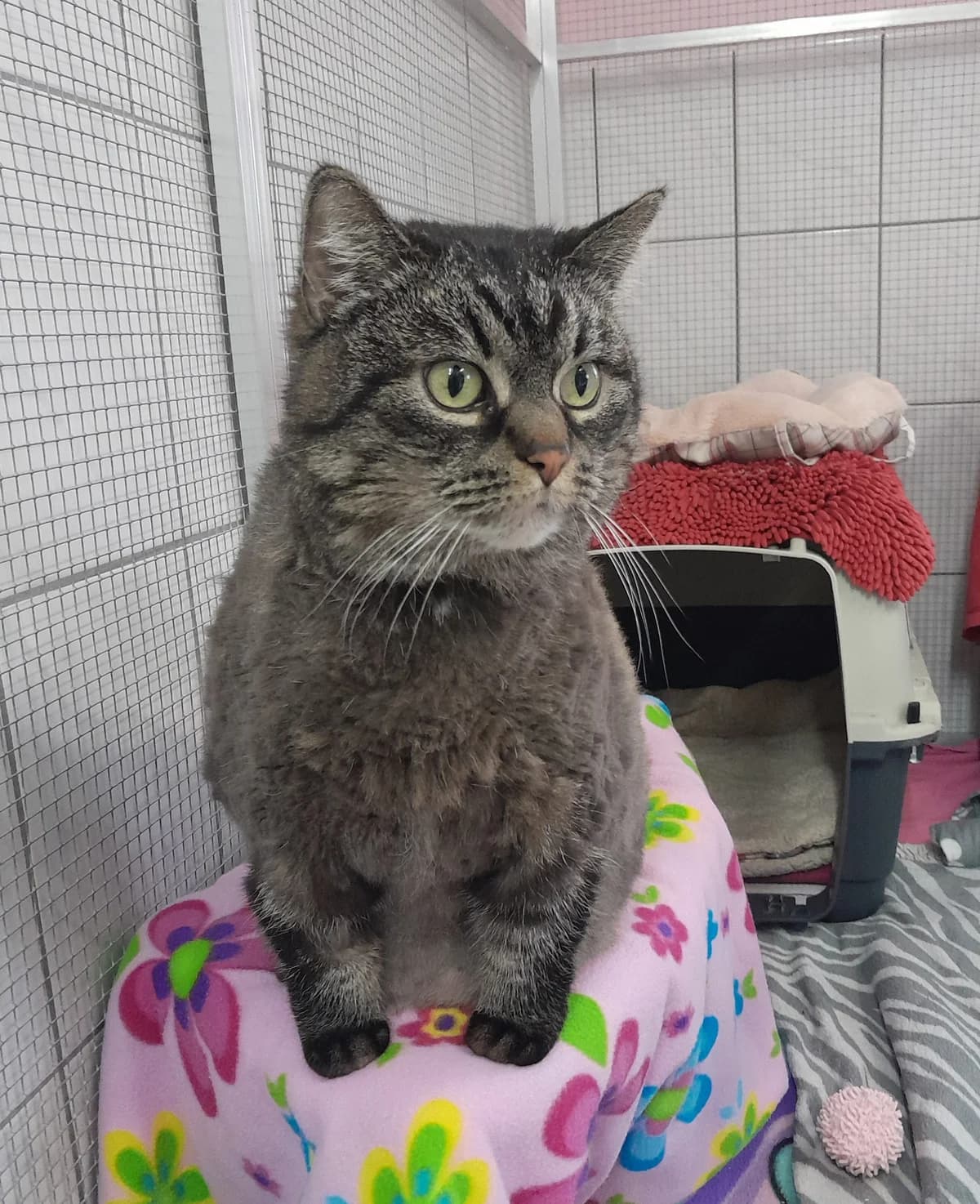 Mila, female mixed breed for adoption at Tierheim Velbert, Velbert — photo 6 of 6