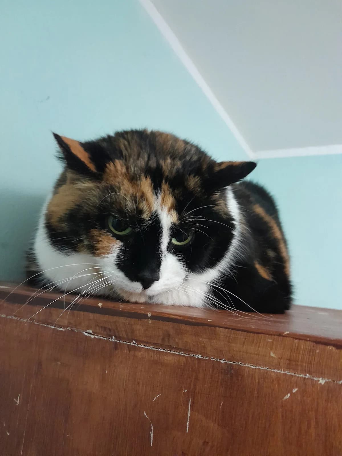 Minka, tricolor female senior European Shorthair for adoption at Tierheim Velbert, Velbert
