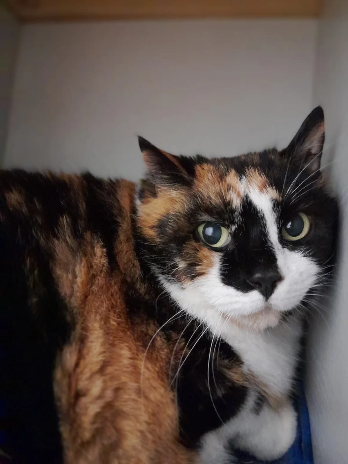 Minka, female European Shorthair for adoption at Tierheim Velbert, Velbert — photo 2 of 4