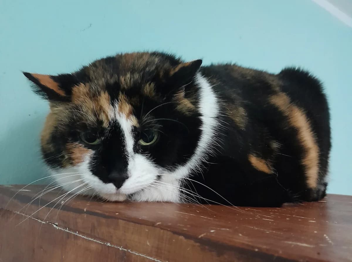 Minka, female European Shorthair for adoption at Tierheim Velbert, Velbert — photo 3 of 4