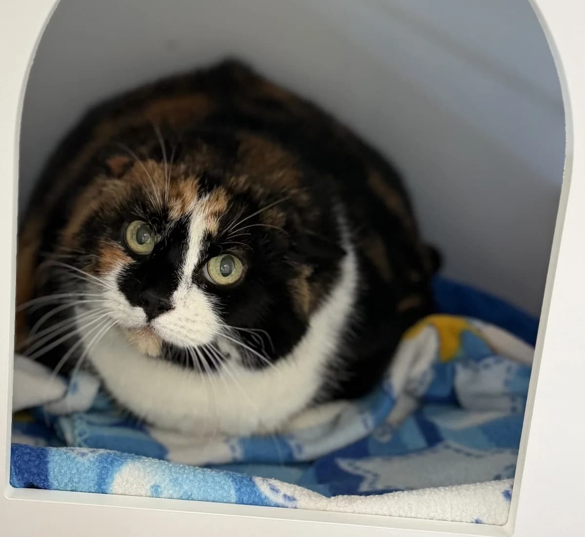 Minka, female European Shorthair for adoption at Tierheim Velbert, Velbert — photo 4 of 4