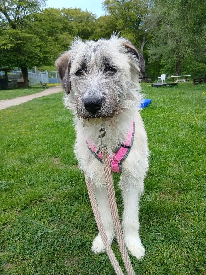 Minu, female puppy Mixed Breed for adoption at Tierheim Velbert, Velbert