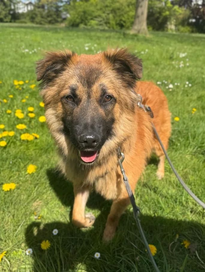 Monu, male young Mixed Breed for adoption at Tierheim Velbert, Velbert