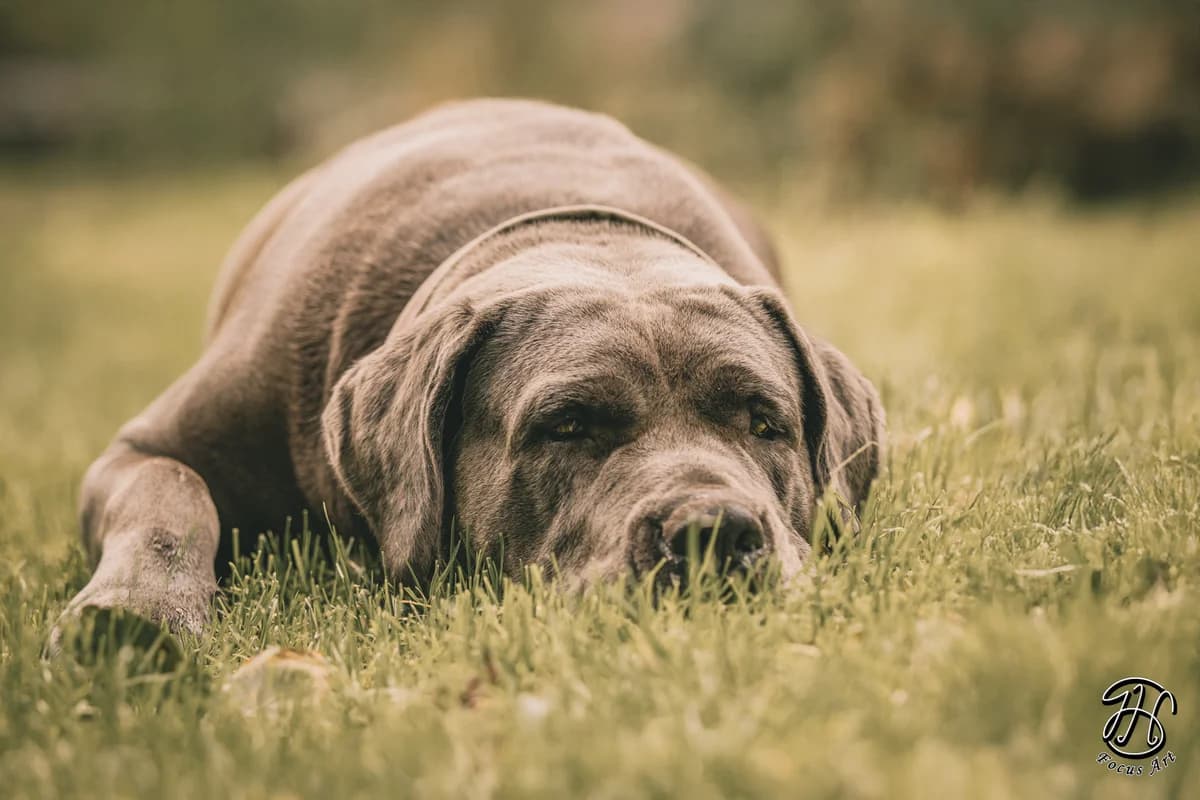 Nala, female Cane Corso for adoption at Tierheim Velbert, Velbert