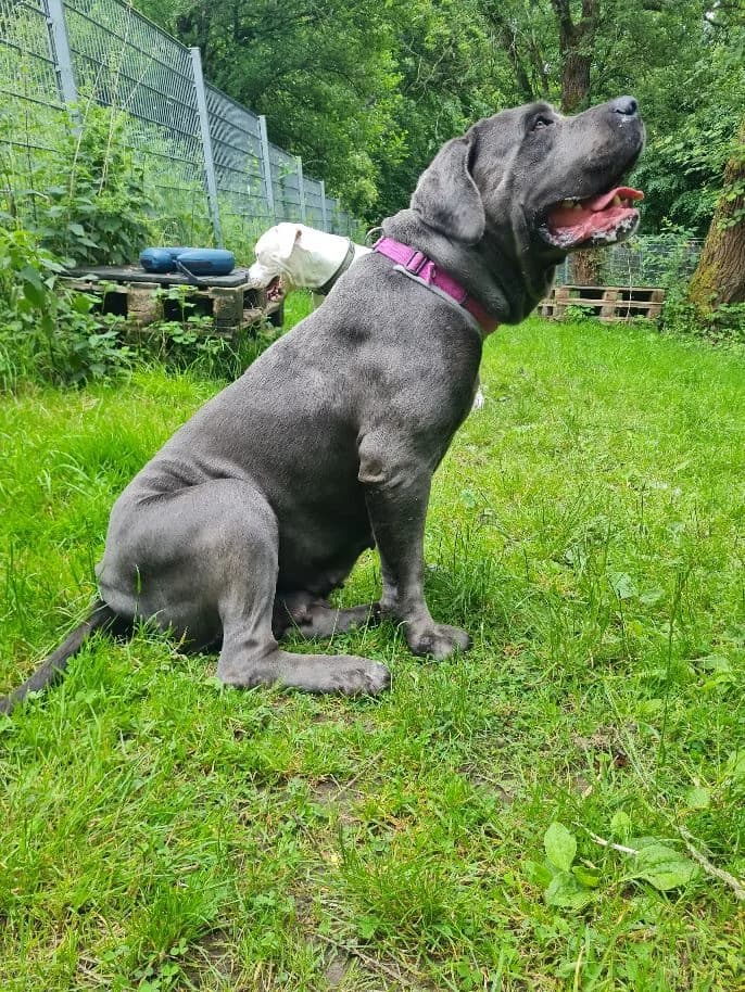 Nala, female Cane Corso for adoption at Tierheim Velbert, Velbert — photo 2 of 9