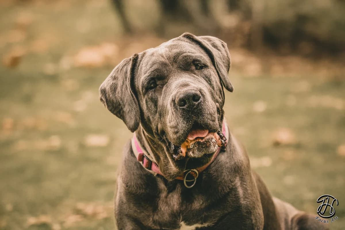 Nala, female Cane Corso for adoption at Tierheim Velbert, Velbert — photo 3 of 9