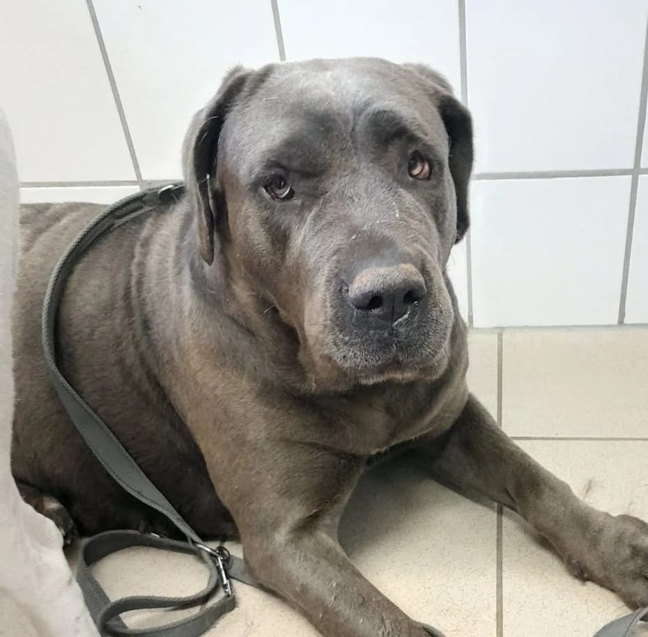 Nala, female Cane Corso for adoption at Tierheim Velbert, Velbert — photo 4 of 9