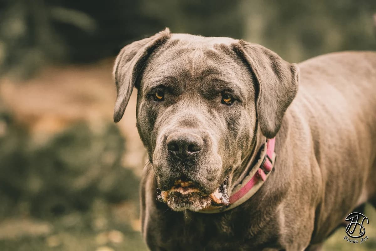 Nala, female Cane Corso for adoption at Tierheim Velbert, Velbert — photo 5 of 9