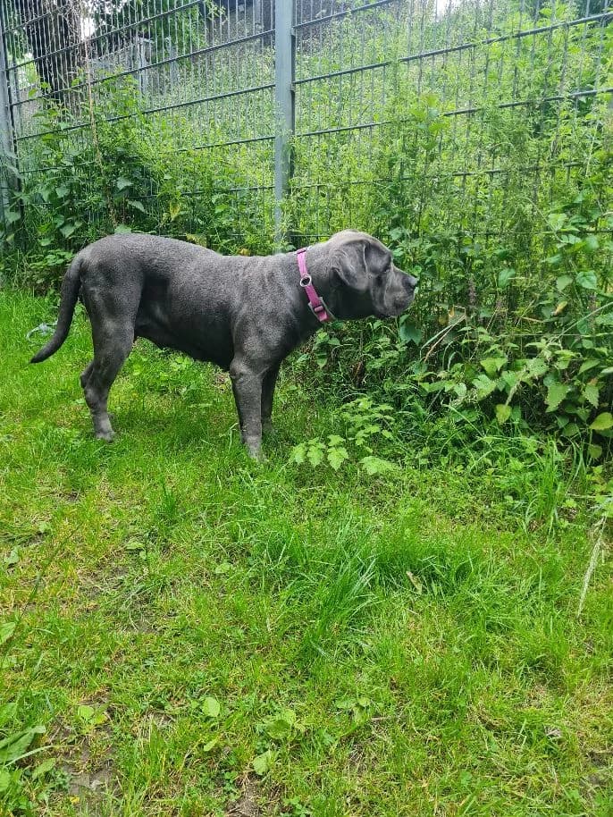 Nala, female Cane Corso for adoption at Tierheim Velbert, Velbert — photo 6 of 9