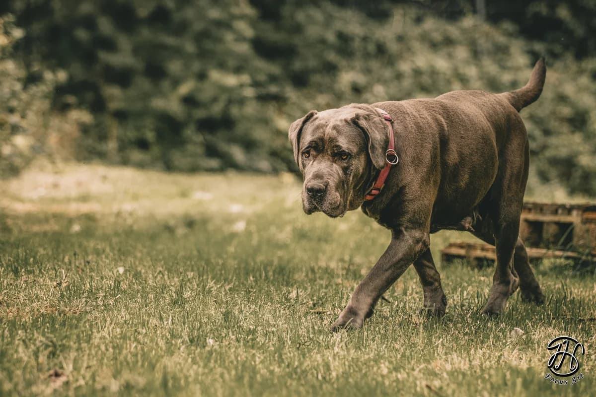 Nala, female Cane Corso for adoption at Tierheim Velbert, Velbert — photo 7 of 9