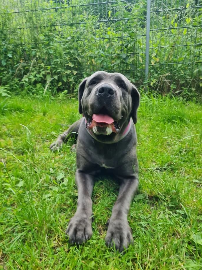Nala, female Cane Corso for adoption at Tierheim Velbert, Velbert — photo 8 of 9
