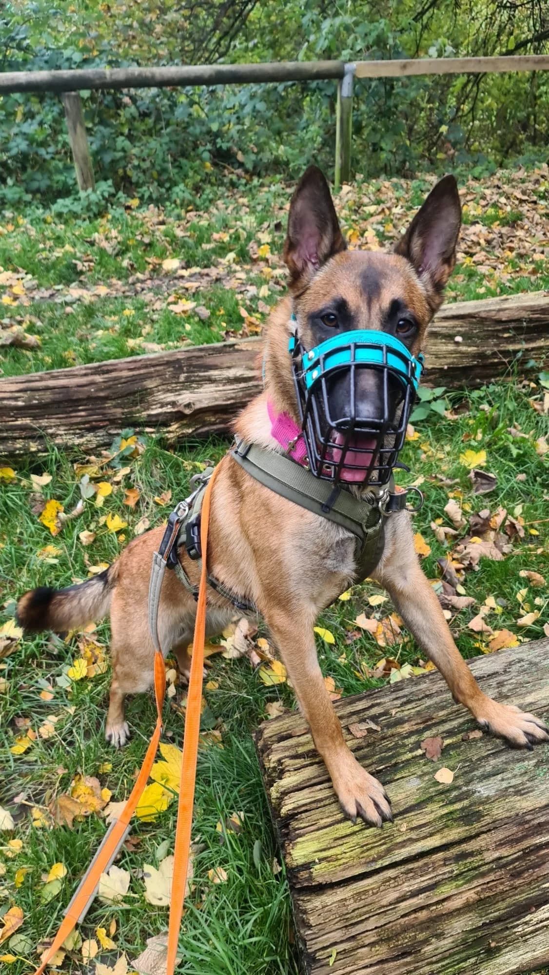 Roya, female young Belgian Malinois for adoption at Tierheim Velbert, Velbert