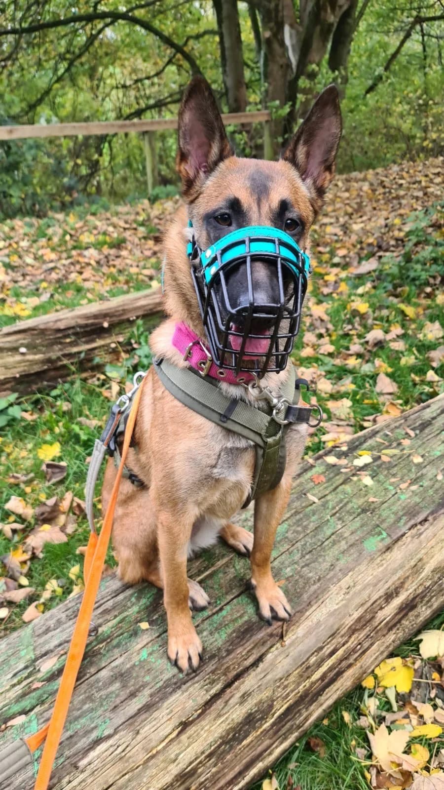 Roya, female Belgian Malinois for adoption at Tierheim Velbert, Velbert — photo 2 of 3