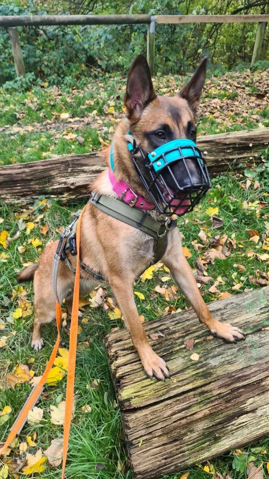 Roya, female Belgian Malinois for adoption at Tierheim Velbert, Velbert — photo 3 of 3