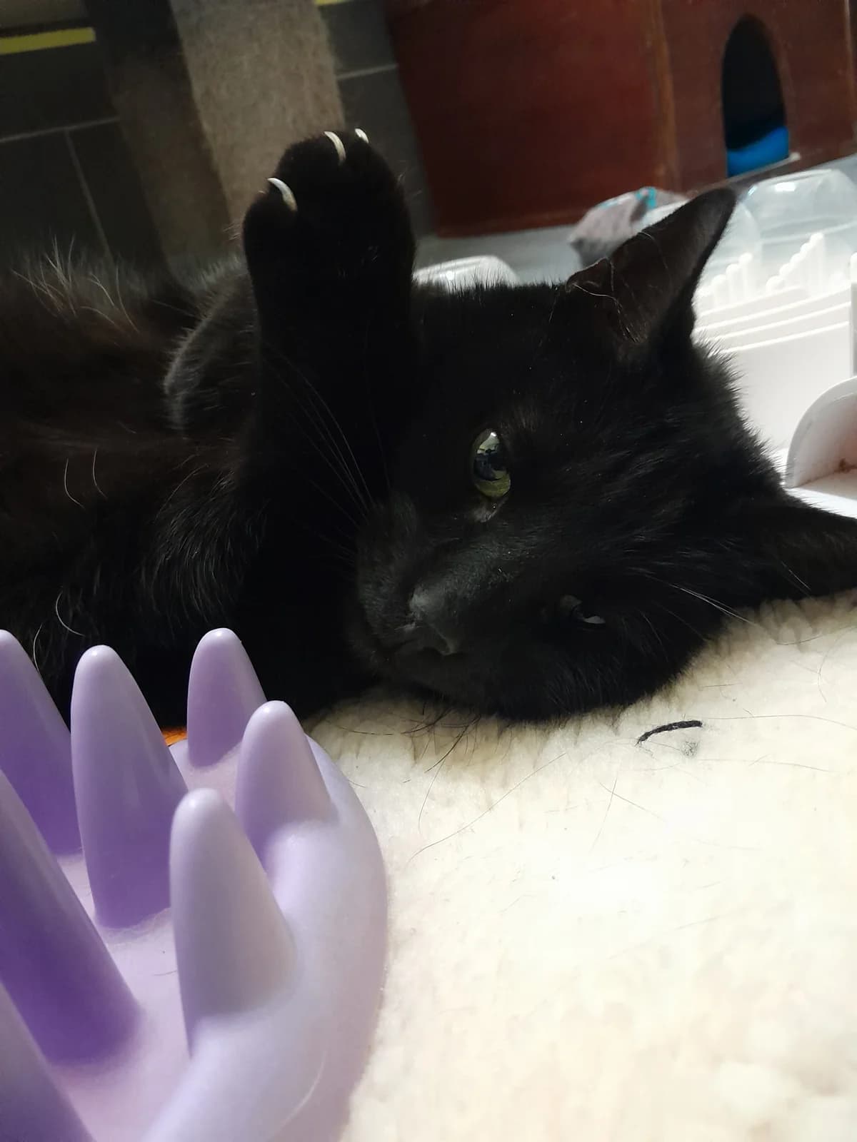 Rufus, male European Shorthair for adoption at Tierheim Velbert, Velbert