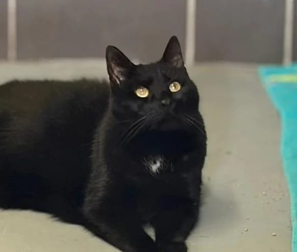 Rufus, male European Shorthair for adoption at Tierheim Velbert, Velbert — photo 2 of 4