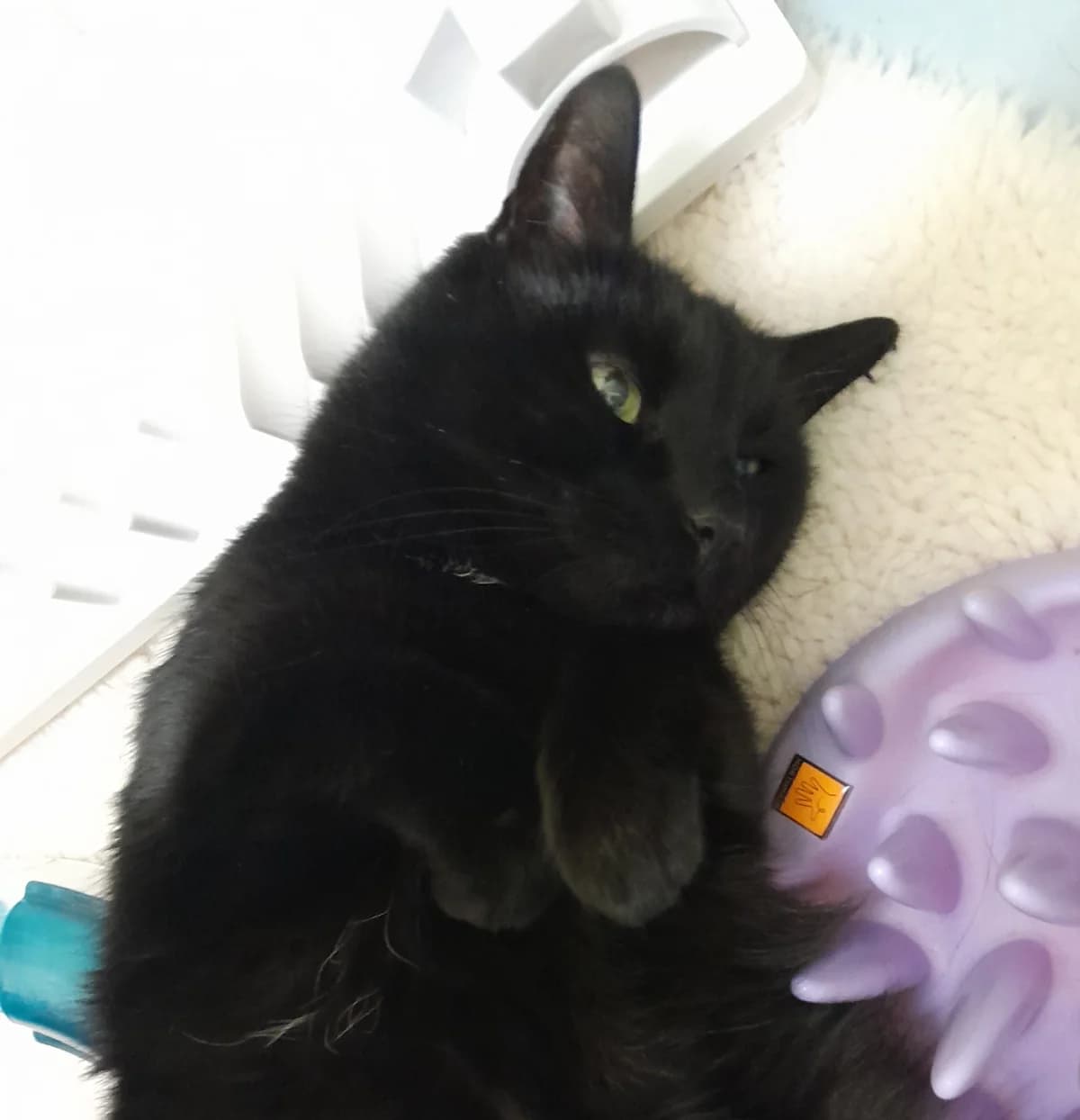 Rufus, male European Shorthair for adoption at Tierheim Velbert, Velbert — photo 3 of 4