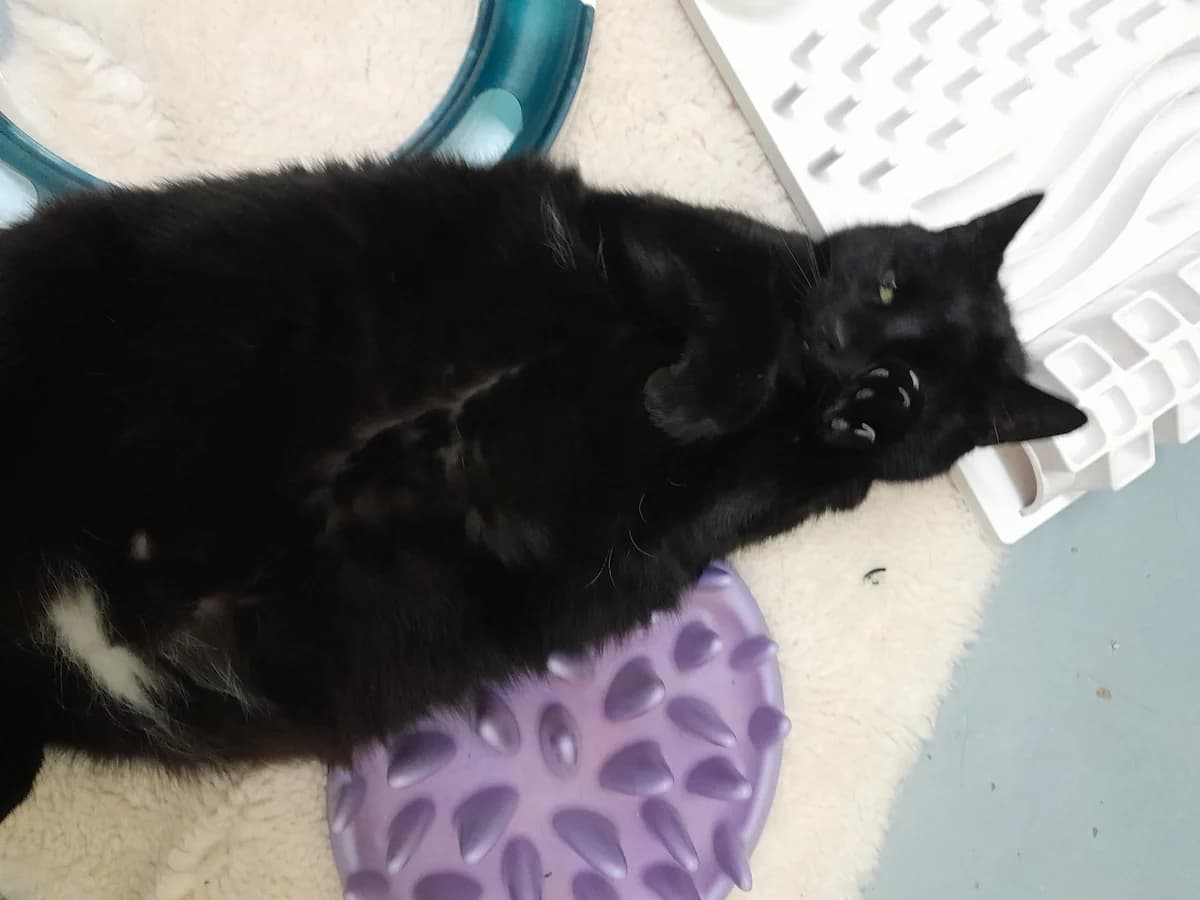 Rufus, male European Shorthair for adoption at Tierheim Velbert, Velbert — photo 4 of 4