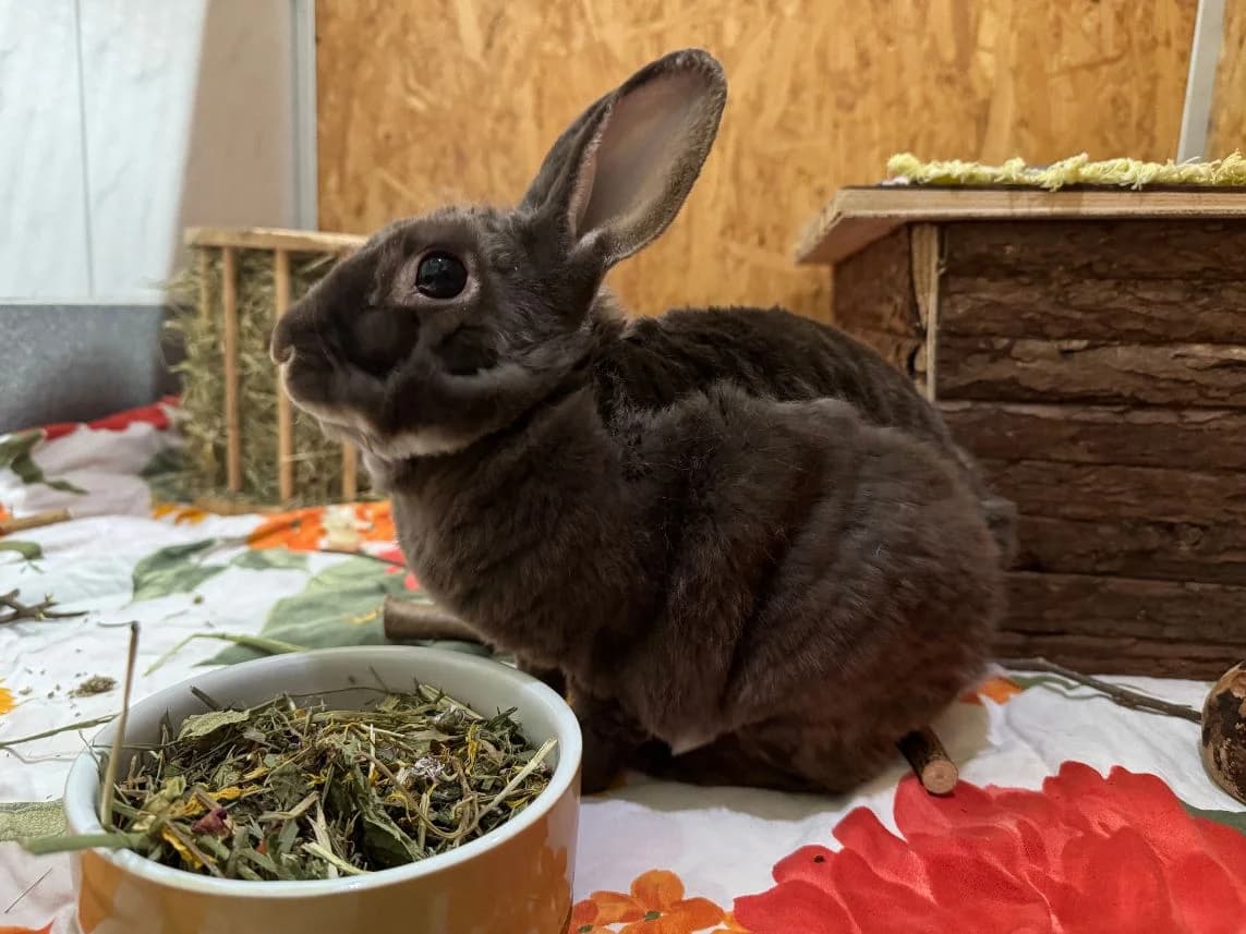 Schoki, male mixed breed for adoption at Tierheim Velbert, Velbert