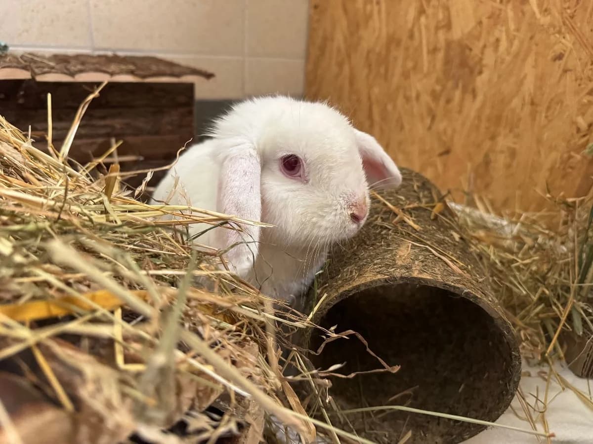 Snowy, female 4yo mixed breed for adoption at Tierheim Velbert, Velbert