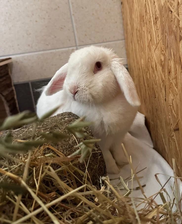 Snowy, female mixed breed for adoption at Tierheim Velbert, Velbert — photo 2 of 3