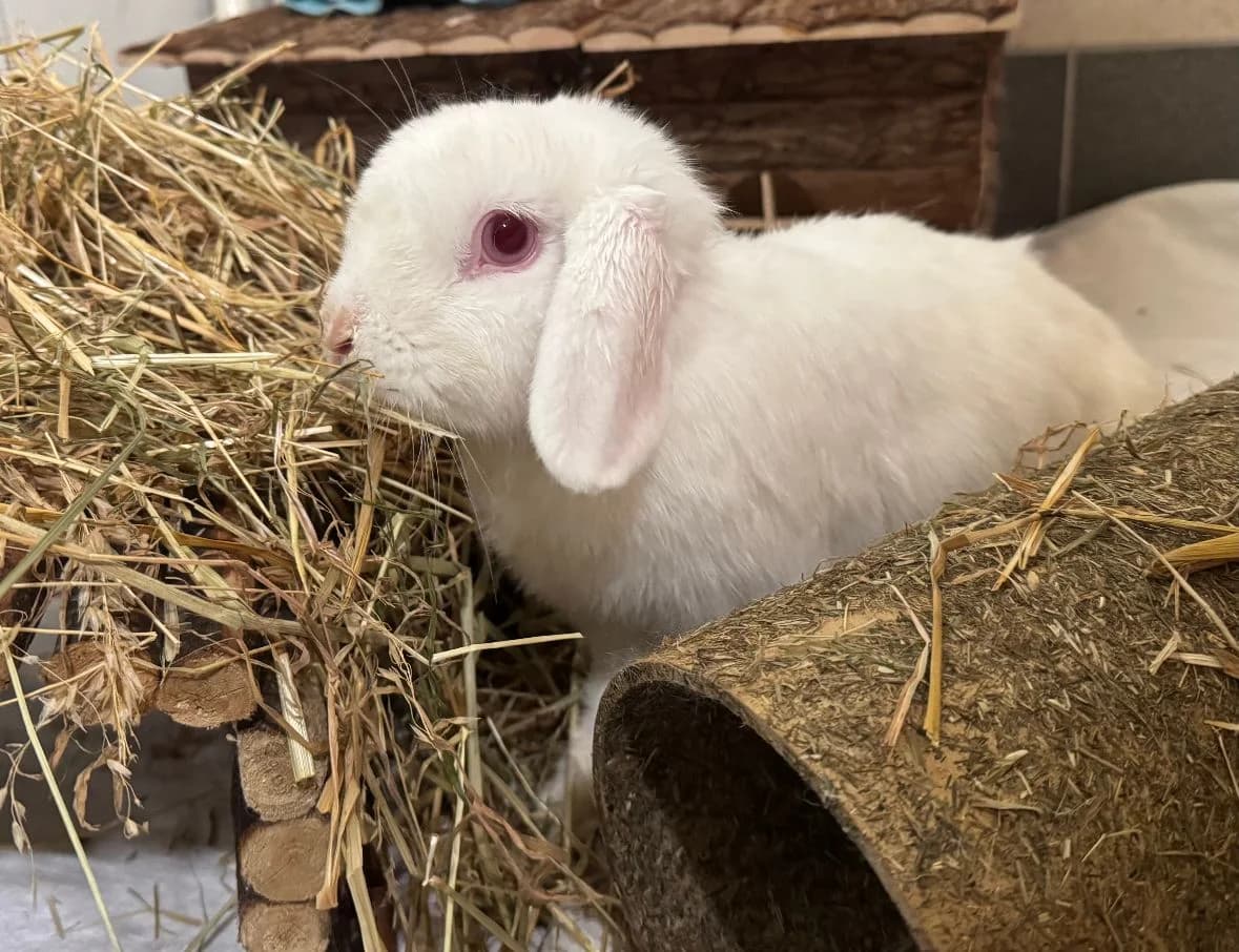 Snowy, female mixed breed for adoption at Tierheim Velbert, Velbert — photo 3 of 3