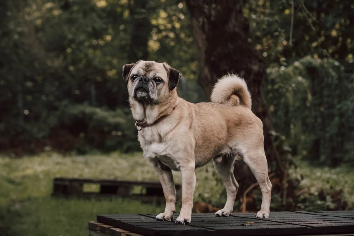 Spike, male senior Pug for adoption at Tierheim Velbert, Velbert