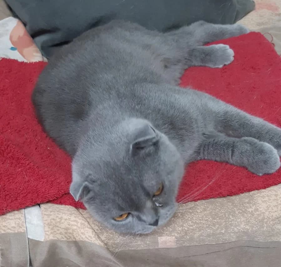 Sydney, grau female young mixed breed for adoption at Tierheim Velbert, Velbert