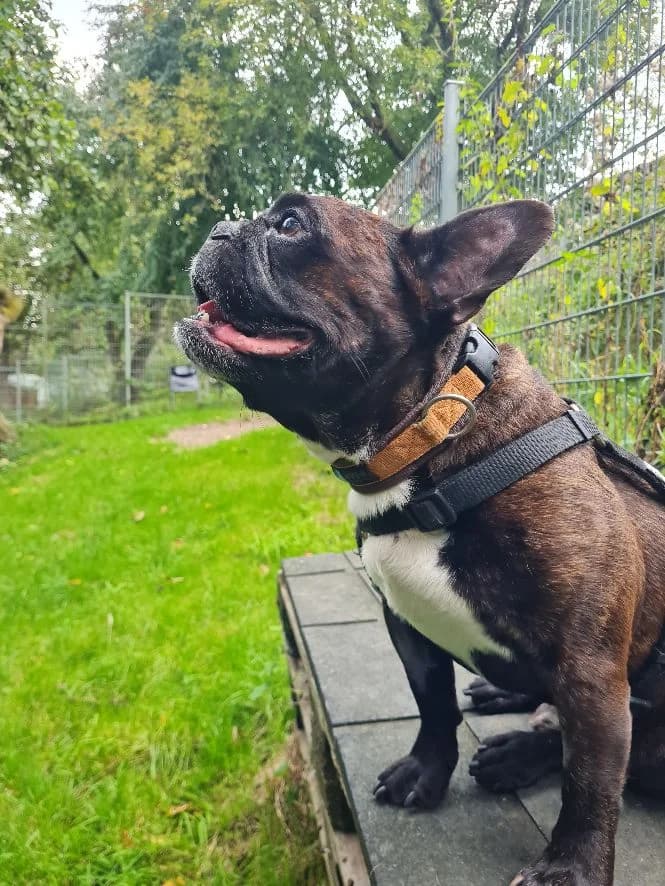 Timati, male English Bulldog for adoption at Tierheim Velbert, Velbert